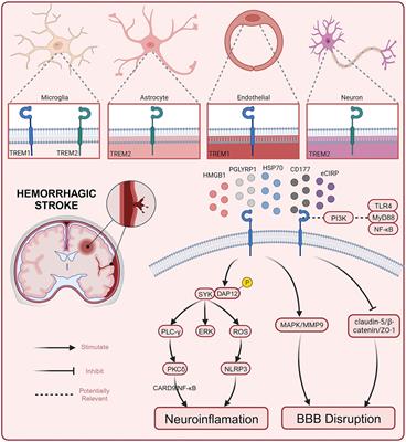 Unveiling the significance of TREM1/2 in hemorrhagic stroke: structure, function, and therapeutic implications